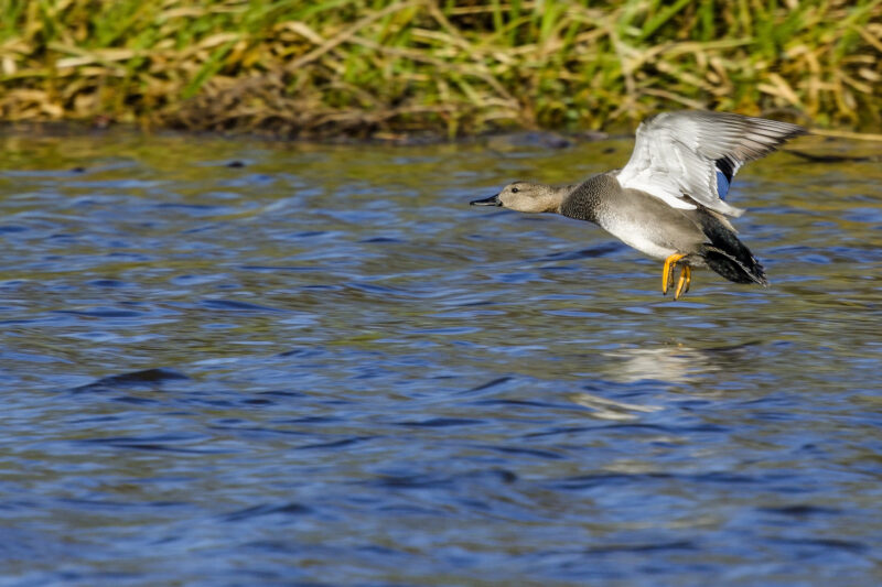 Canard chipeau mâle